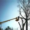 Photo for Del's Tree Service