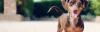 Photo for Top Questions to Ask a Labrador Retriever Breeder