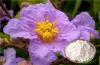 Photo for We are main in rosemary extract,