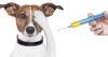 Photo for Global Animal Vaccines Market 2015 Industry Analysis & Forecast 2021