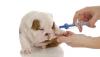 Photo for Global Veterinary Vaccines Market was valued at US$ 5,688.7 million in 2016-2024