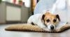Photo for Global Animal Wound Care Market 2017 : Size, Share, Growth Analysis, Trends & Forecast