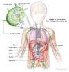 Photo for Non-Hodgkin Lymphoma-Global API Manufacturers, Marketed and Phase III Drugs Landscape, 2017