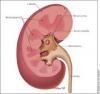 Photo for Pyelonephritis-Global API Manufacturers, Marketed and Phase III Drugs Landscape, 2017