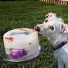 Photo for Electric Dog Fence Guys