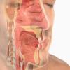 Photo for Upper Respiratory Tract Infections-Global API Manufacturers, Marketed and Phase III Drugs Landscape, 2017