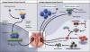 Photo for Metastatic Hormone Refractory (Castration Resistant, Androgen-Independent) Prostate Cancer-Global API Manufacturers, Marketed and Phase III Drugs Landscape, 2017