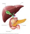 Photo for Pancreatic Cancer-Global API Manufacturers, Marketed and Phase III Drugs Landscape, 2017