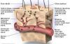 Photo for Postherpetic Neuralgia-Global API Manufacturers, Marketed and Phase III Drugs Landscape, 2017
