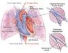 Photo for Pulmonary Hypertension-Global API Manufacturers, Marketed and Phase III Drugs Landscape, 2017