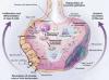 Photo for Respiratory Distress Syndrome-Global API Manufacturers, Marketed and Phase III Drugs Landscape, 2017