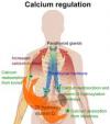 Photo for Secondary Hyperparathyroidism-Global API Manufacturers, Marketed and Phase III Drugs Landscape, 2017
