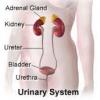 Photo for Secondary Adrenal Insufficiency-Global API Manufacturers, Marketed and Phase III Drugs Landscape, 2017