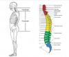 Photo for Spinal Cord Injury-Global API Manufacturers, Marketed and Phase III Drugs Landscape, 2017