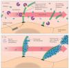 Photo for Von Willebrand Disease-Global API Manufacturers, Marketed and Phase III Drugs Landscape, 2017
