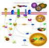 Photo for Yersinia Pestis Infections-Global API Manufacturers, Marketed and Phase III Drugs Landscape, 2017