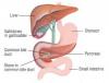 Photo for Global Pancreatitis Drugs Market Research Report 2017