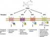 Photo for Prostaglandin E Receptor 1 (EP1 or Prostaglandin E1 Receptor EP1 Subtype) Antagonists -Pipeline Insights, 2017