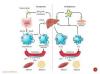 Photo for Dyslipidemia  – Market Insights, Epidemiology and Market Forecast-2023