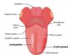 Photo for Lip and Oral Cavity Cancer  – Market Insights, Epidemiology and Market Forecast-2023