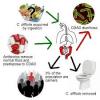 Photo for Clostridium difficile (CDID) – Market Insights, Epidemiology and Market Forecast-2023