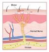 Photo for Postherpetic Neuralgia- Market Insights, Epidemiology and Market Forecast-2023