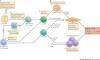 Photo for Graft versus Host Disease (GVHD) – Market Insights, Epidemiology and Market Forecast-2023- United States