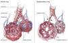 Photo for Chronic Obstructive Pulmonary Disease (COPD) – Market Insights, Epidemiology and Market Forecast-2023