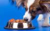 Photo for U.S. Pet Food Market to Show $28.19 billion by 2020