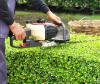 Photo for Marks Tree Trim & Removal Inc.