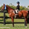 Photo for Sunburst Horsemanship School
