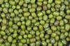Photo for Global Mung Beans Market – Growth, Size, Share, Opportunities, Industry Analysis And Forecast Report 2017 To 2022