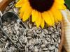 Photo for Sunflower Seeds Market: Global Industry Analysis, Size, Share, Growth, Trends, and Forecasts 2016–2024