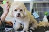 Photo for Pet Grooming, Dog Grooming Supplies, Dog Trimmers and Dog Grooming Clippers - Fayetteville
