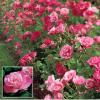 Photo for Garden Fence Guys