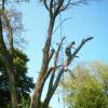 Photo for A-1 Tree Trimming & Removal