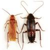 Photo for Greenville Pest control pros