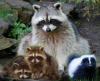 Photo for Raccoon Removal Guys