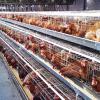 Photo for Poultry-Keeping Machinery Market in Western Europe to 2021 - Market Size, Development, and Forecasts