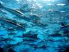 Photo for Europe Aqua Feed Market Report 2016