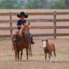 Photo for Horse Fencing Guys