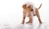 Photo for Dog Boarding Kennels Atascocita TX