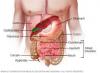 Photo for EMEA (Europe, Middle East and Africa) Digestive System Drug Market Report 2017