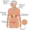 Photo for EMEA (Europe, Middle East and Africa) Endocrine System Drug Market Report 2017