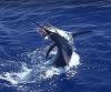 Photo for Camelot Kona Fishing Charters