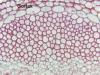 Photo for EMEA (Europe, Middle East and Africa) Phloem Fibre Market Report 2017