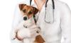 Photo for Emergency Vet Jacksonville FL