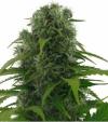Photo for Super Skunk Feminized