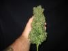 Photo for Jock Horror Autoflower