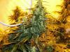 Photo for Blueberry Kush Autoflower